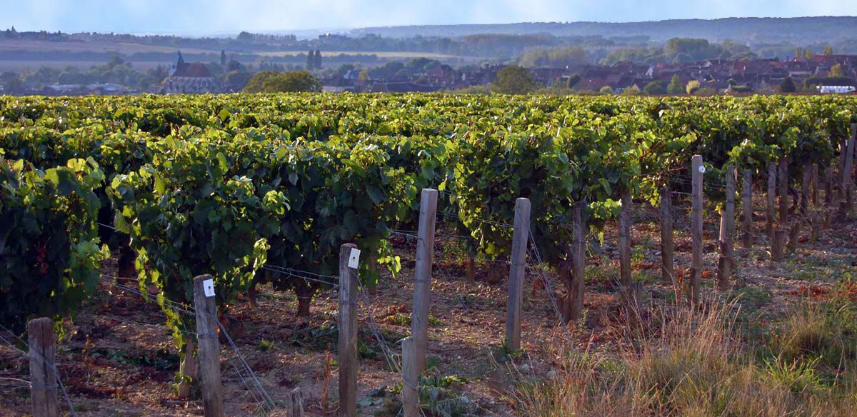 les vignes de Ligny le Châtel